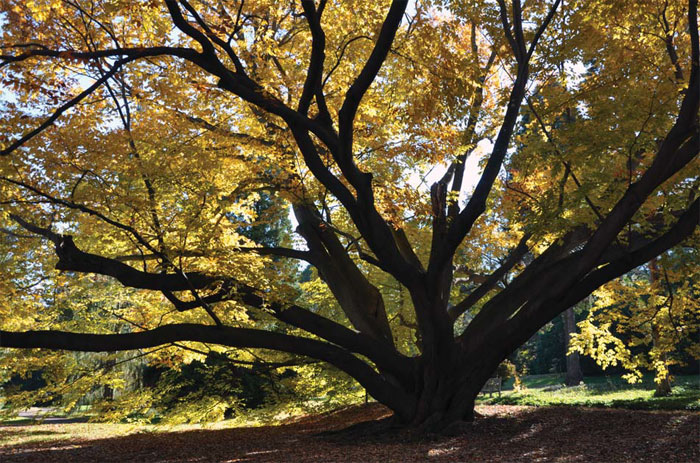 Weeping European Beech tree